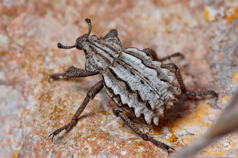 Brachycerus albidentatus